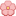 Cherry Blossom